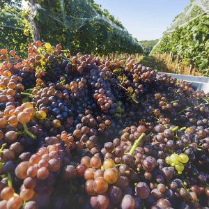 Vinobranie 2016 - DISKONTO - Váš spoľahlivý partner